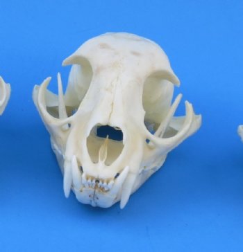 Real North American Bobcat Skull for Sale, Lynx Skull, 3-1/2 to 4-1/2 inches - $64.99