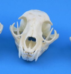 Real North American Bobcat Skulls, Lynx Skulls <font color=red> Wholesale</font>, 3-1/2 to 4-1/2 inches - 2 @ $55 each; 6 @ $49 each