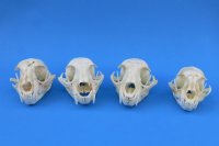 Real North American Bobcat Skull for Sale, Lynx Skull, 3-1/2 to 4-1/2 inches - $64.99