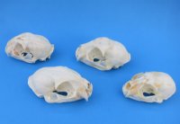 Real North American Bobcat Skulls, Lynx Skulls <font color=red> Wholesale</font>, 3-1/2 to 4-1/2 inches - 2 @ $55 each; 6 @ $49 each