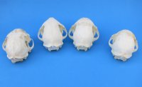 Real North American Bobcat Skull for Sale, Lynx Skull, 3-1/2 to 4-1/2 inches - $64.99