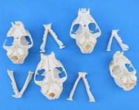 Real North American Bobcat Skulls, Lynx Skulls <font color=red> Wholesale</font>, 3-1/2 to 4-1/2 inches - 2 @ $55 each; 6 @ $49 each