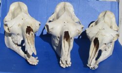 Camel Skulls, Damelus Dromedarius <font color=red> Wholesale</font> Grade B with Damage 13 to 18 inches long - Minimum: 4 @ $135.00 <font color=red> SALE $108.00 EACH</FONT> (Delivery Signature Required)