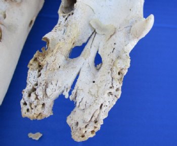 Camel Skulls, Damelus Dromedarius <font color=red> Wholesale</font> Grade B with Damage 13 to 18 inches long - Minimum: 4 @ $135.00 <font color=red> SALE $108.00 EACH</FONT> (Delivery Signature Required)