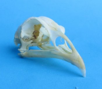 Real Chicken Skull for Sale 2-3/4 to 3-1/4 inches for $22.50 each 