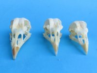 Chicken Skulls <font color=red>Wholesale</font>, 2-3/4 to 3-1/4 inches - 6 @ $15 each 