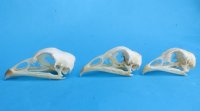 Real Chicken Skull for Sale 2-3/4 to 3-1/4 inches for $22.50 each 