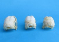 Real Chicken Skull for Sale 2-3/4 to 3-1/4 inches for $22.50 each 