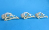 Chicken Skulls <font color=red>Wholesale</font>, 2-3/4 to 3-1/4 inches - 6 @ $15 each 