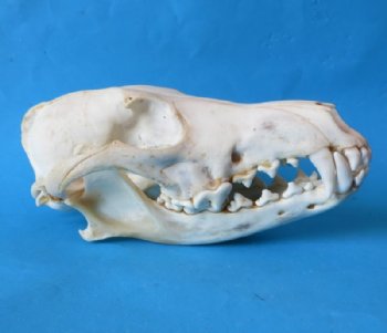 Coyote Skulls <font color=red> Wholesale</font> - 4 @ $26 each