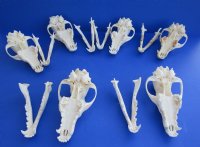 Grade A Coyote Skull, Beetle Cleaned - $44.99 each