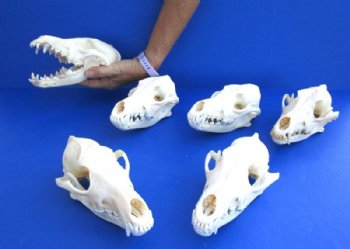 Grade A Coyote Skull, Beetle Cleaned - $44.99 each