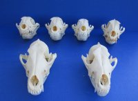 Grade A Coyote Skull, Beetle Cleaned - $44.99 each