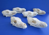 Grade A Coyote Skull, Beetle Cleaned - $44.99 each