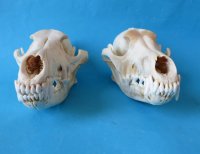 Coyote Skulls <font color=red> Wholesale</font> - 4 @ $26 each