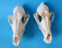 North American Coyote Skull - $35.99 each