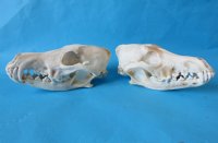 Coyote Skulls <font color=red> Wholesale</font> - 4 @ $26 each