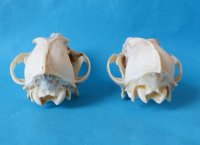 Coyote Skulls <font color=red> Wholesale</font> - 4 @ $26 each