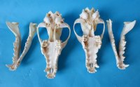 Coyote Skulls <font color=red> Wholesale</font> - 4 @ $26 each