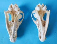 North American Coyote Skull - $35.99 each