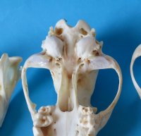 North American Coyote Skull - $35.99 each