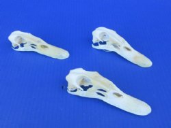 Duck Skulls - Individual, Wholesale
