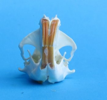 Real Pocket Gopher Skull for Sale <font color=red> Wholesale</font> 1-1/2 to 2-1/4 inches - Pack of 8 @ $12.50 each