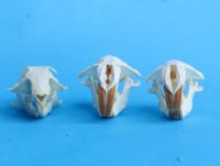 Real Pocket Gopher Skull for Sale <font color=red> Wholesale</font> 1-1/2 to 2-1/4 inches - Pack of 8 @ $12.50 each