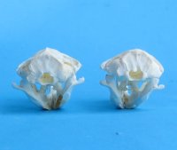 Real Pocket Gopher Skull for Sale <font color=red> Wholesale</font> 1-1/2 to 2-1/4 inches - Pack of 8 @ $12.50 each