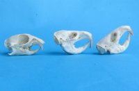 Real Pocket Gopher Skull for Sale <font color=red> Wholesale</font> 1-1/2 to 2-1/4 inches - Pack of 8 @ $12.50 each