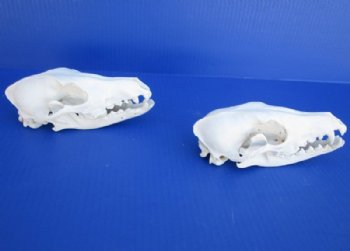 Wholesale African Black-Backed Jackal Skull for Sale