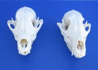 6 to 6-1/2 inches  African Black-Backed Jackal Skulls - $90.00 each