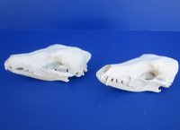 6 to 6-1/2 inches  African Black-Backed Jackal Skulls - $90.00 each