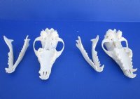 6 to 6-1/2 inches  African Black-Backed Jackal Skulls - $90.00 each