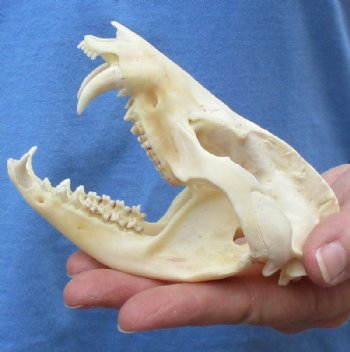 Opossum Skull, Possum Skull 3 to 5-1/2 inches - $47.99 each 