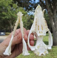 Opossum Skulls, Possum Skulls  <font color=red> Wholesale </font>- 3 @ $38.00 each