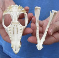 Opossum Skulls, Possum Skulls  <font color=red> Wholesale </font>- 3 @ $38.00 each