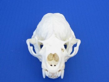 Otter Skulls Grade A <font color=red> Wholesale</font> - 2 @ $48.00 each; 6 @ $43.00 each