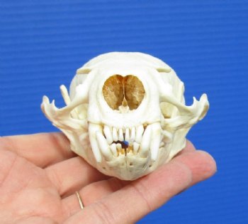 River Otter Skulls <font color=red> Wholesale</font> 4 to 4-1/2 inches - 3 @ $43.00 each; 6 @ $38.00 each