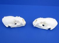 Otter Skulls Grade A <font color=red> Wholesale</font> - 2 @ $48.00 each; 6 @ $43.00 each