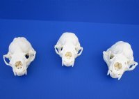 Otter Skulls Grade A <font color=red> Wholesale</font> - 2 @ $48.00 each; 6 @ $43.00 each