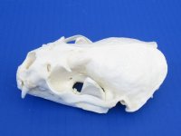 Otter Skulls Grade A <font color=red> Wholesale</font> - 2 @ $48.00 each; 6 @ $43.00 each