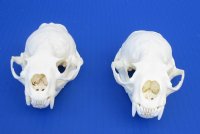 Otter Skulls Grade A <font color=red> Wholesale</font> - 2 @ $48.00 each; 6 @ $43.00 each