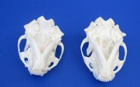 Otter Skulls Grade A <font color=red> Wholesale</font> - 2 @ $48.00 each; 6 @ $43.00 each