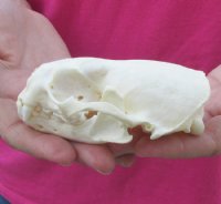 River Otter Skulls <font color=red> Wholesale</font> 4 to 4-1/2 inches - 3 @ $43.00 each; 6 @ $38.00 each