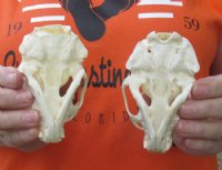 River Otter Skulls <font color=red> Wholesale</font> 4 to 4-1/2 inches - 3 @ $43.00 each; 6 @ $38.00 each