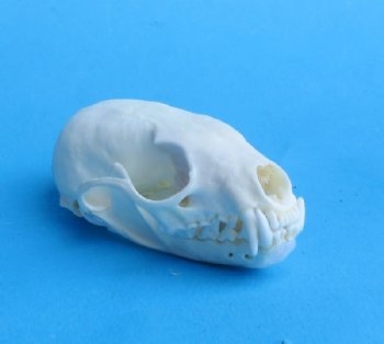 American Pine Marten Skulls <font color=red> Wholesale</font> 2-3/4 to 3-1/2 inches - 4 @ $22.50 each; 6 @ $20 each