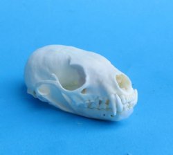 American Pine Marten Skulls <font color=red> Wholesale</font> 2-3/4 to 3-1/2 inches - 4 @ $22.50 each; 6 @ $20 each