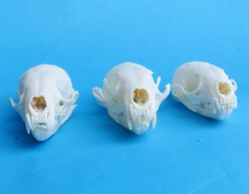 American Pine Marten Skulls <font color=red> Wholesale</font> 2-3/4 to 3-1/2 inches - 4 @ $22.50 each; 6 @ $20 each