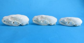 American Pine Marten Skulls <font color=red> Wholesale</font> 2-3/4 to 3-1/2 inches - 4 @ $22.50 each; 6 @ $20 each